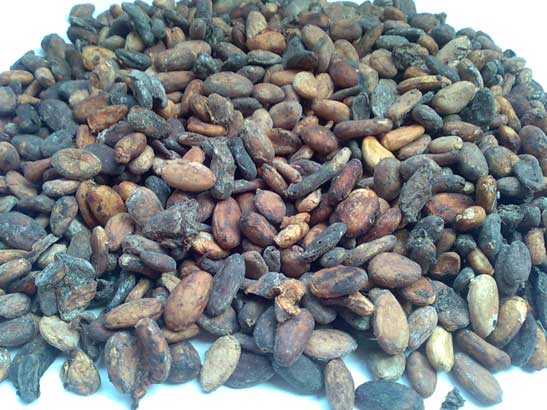 COCOA-BEANS-A-GRADE