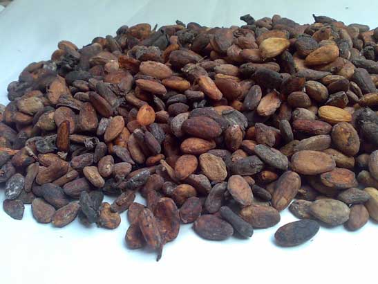 COCOA-BEANS-B-GRADE