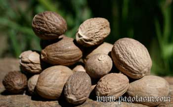 NUTMEG-SHRIVEL-GRADE